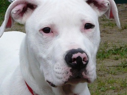 Les chiots arrivés en 2012